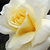Galben - Trandafir pentru straturi Floribunda - Diana®
